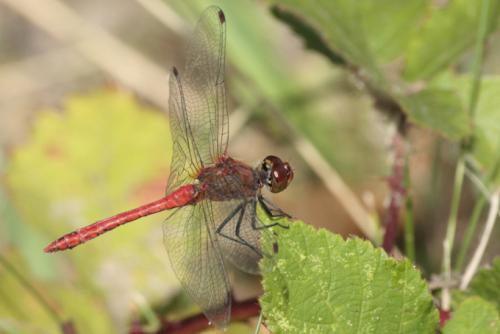 Sympetrum sanguineum