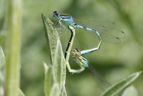 Réf. 95 712 : Coenagrion scitulum