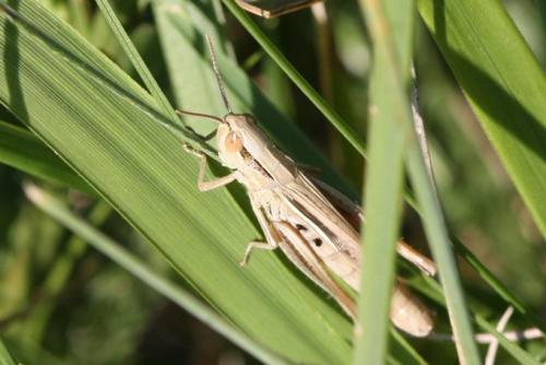 Euchorthippus elegantulus