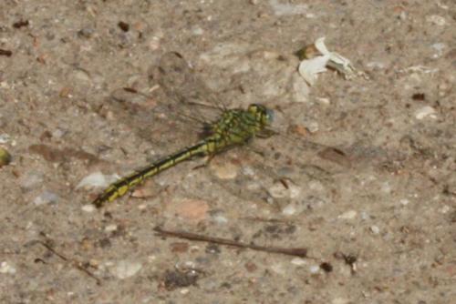 Gomphus pulchellus