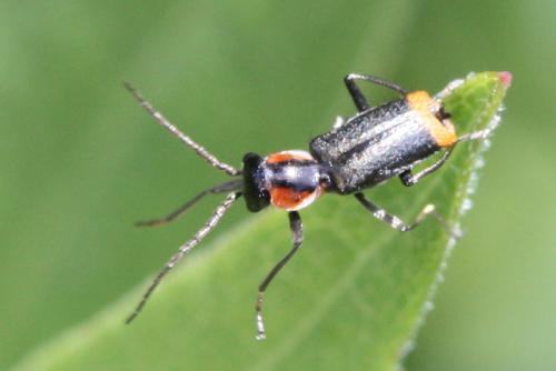 Axinotarsus pulicarius