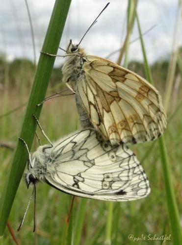Melanargia galathea