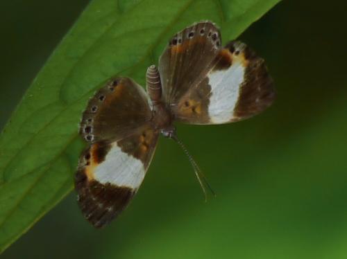 Réf. 95 452 : Adelotypa penthea
