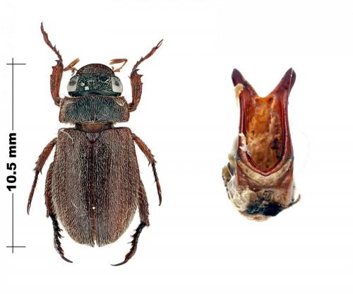 Adoretus similis