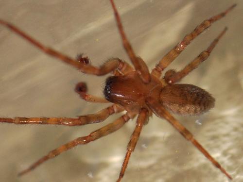 Réf. 95 128 : Amaurobius erberi