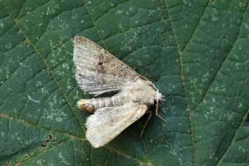 Réf. 95 029 : Agrochola laevis