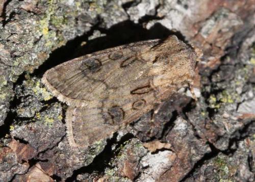 Agrotis clavis