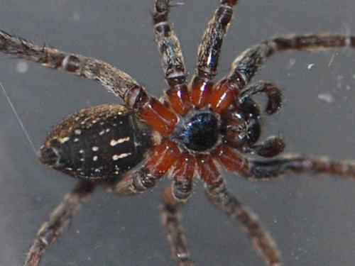 Alopecosa albofasciata