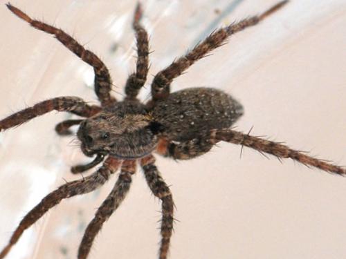 Réf. 95 334 : Alopecosa albofasciata