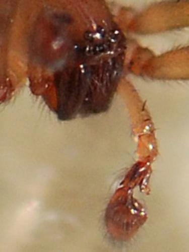 Amaurobius erberi