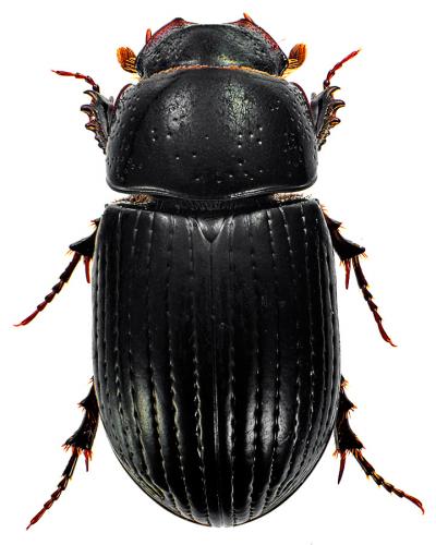 Ammoecius elevatus