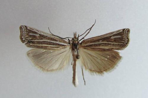 Ancylolomia disparalis
