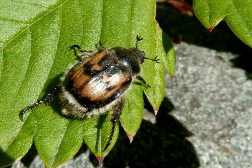 Réf. 95 665 : Anisoplia sp.