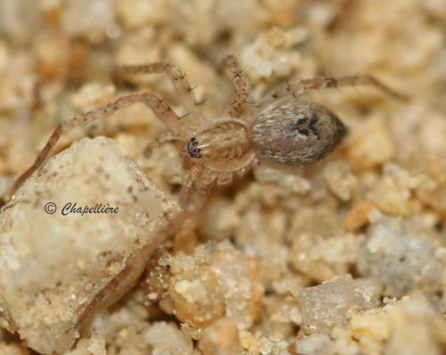 Réf. 95 801 : Anyphaena accentuata