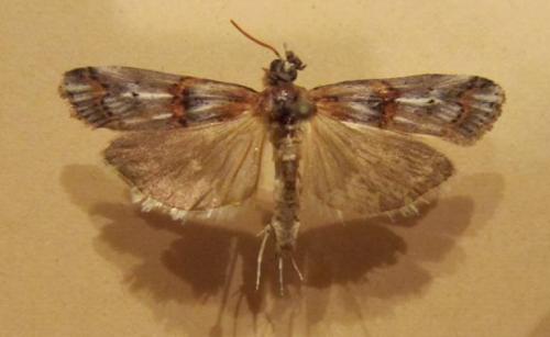Réf. 95 249 : Pempelia alpigenella