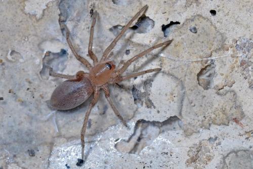 Réf. 95 006 : Drassodes sp.
