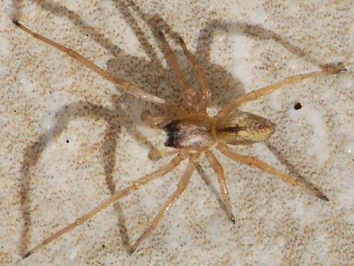 Cheiracanthium pennatum