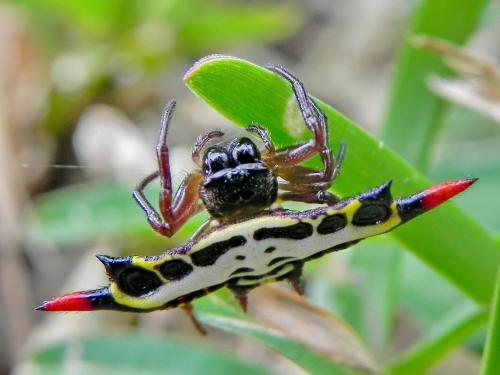 Réf. 95 009 : Gasteracantha rubrospinis