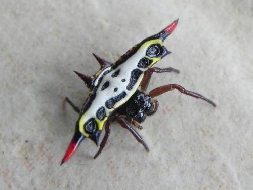 Réf. 95 010 : Gasteracantha rubrospinis