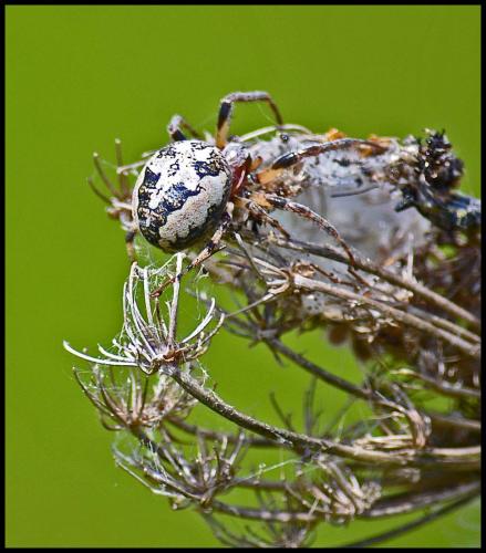 Larinioides cornutus
