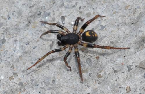 Cydrela sp.