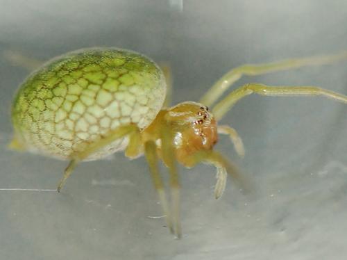 Réf. 95 483 : Nigma walckenaeri