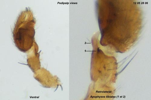 Pulchellodromus pulchellus