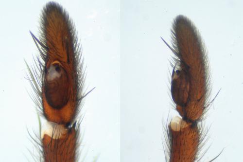 Réf. 95 934 : Drassodes lapidosus