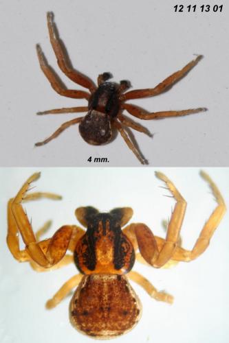 Ozyptila atomaria