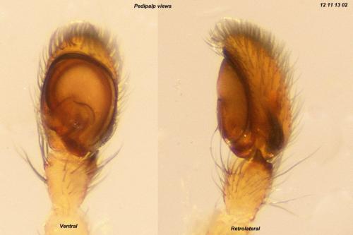 Porrhoclubiona vegeta