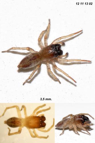 Porrhoclubiona vegeta
