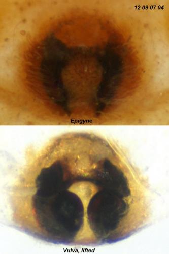 Philodromus cespitum