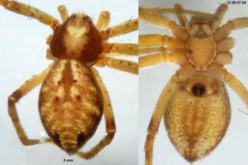 Philodromus cespitum