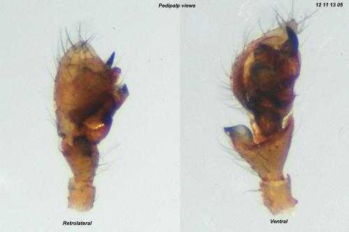 Mermessus trilobatus