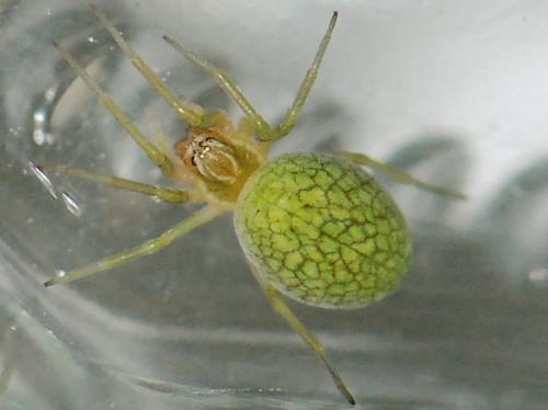 Réf. 95 482 : Nigma walckenaeri