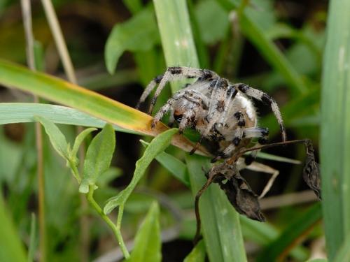 Araneus quadratus