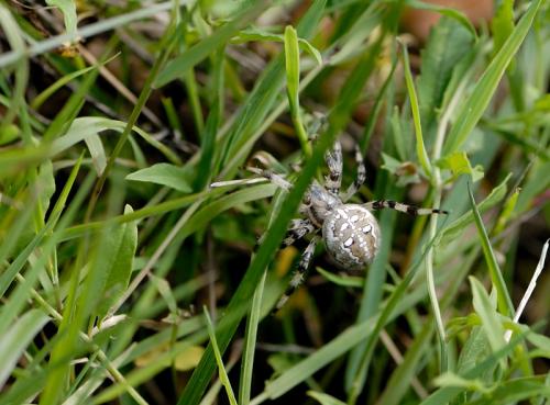 Araneus quadratus