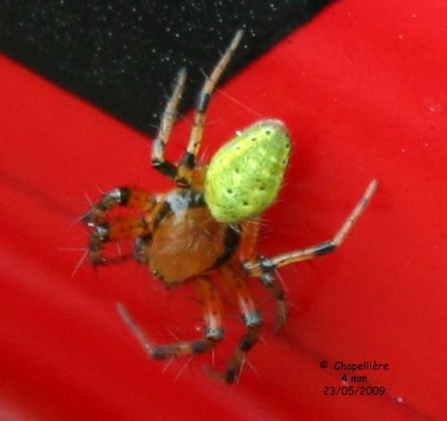 Araniella opisthographa