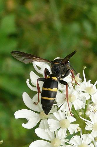Réf. 95 091 : Argogorytes mystaceus