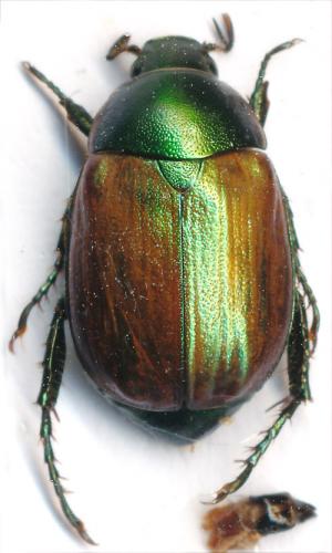 Réf. 95 148 : Anomala dubia