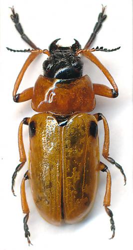 Réf. 95 147 : Tituboea macropus