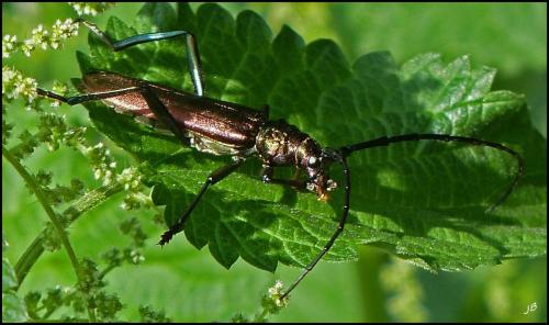 Aromia moschata
