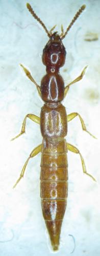 Atrecus longiceps