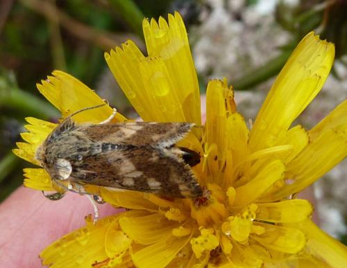 Schinia cardui
