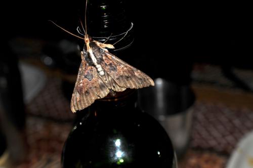 Sphingomorpha chlorea