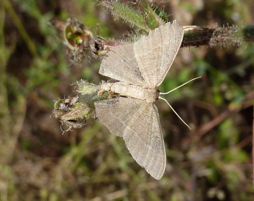 Réf. 95 754 : Phaiogramma etruscaria