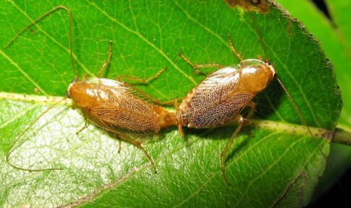 Réf. 95 085 : Planuncus vinzi