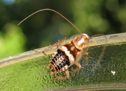 Réf. 95 087 : Planuncus vinzi