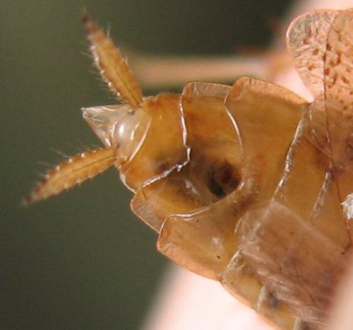 Planuncus vinzi