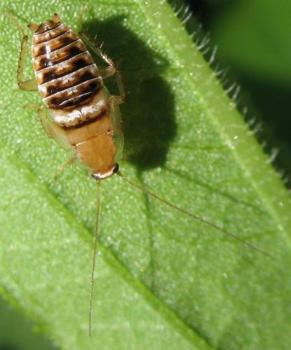 Réf. 95 090 : Planuncus vinzi